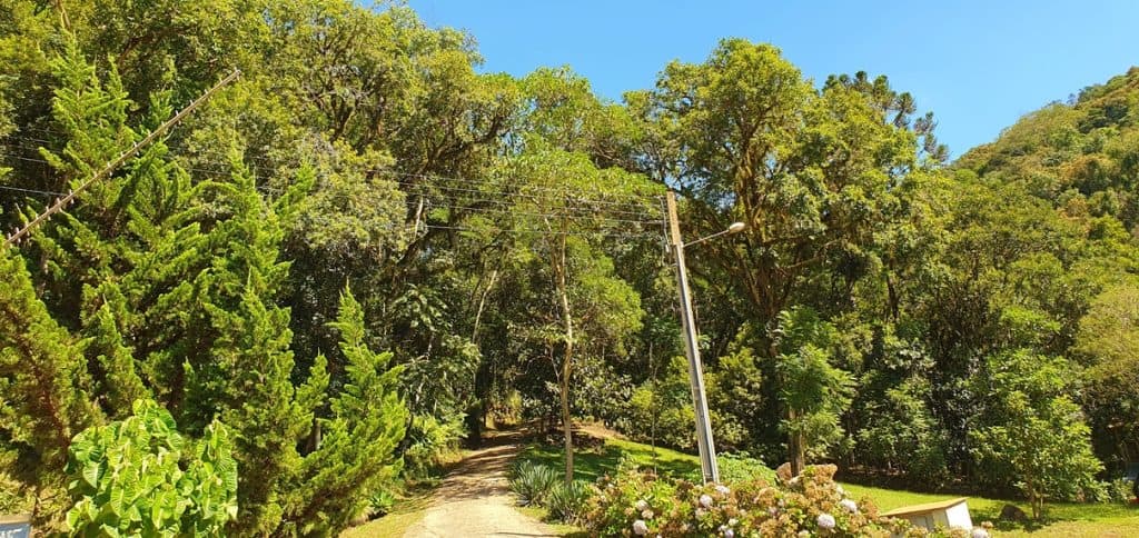 Entrada arborizada da propriedade